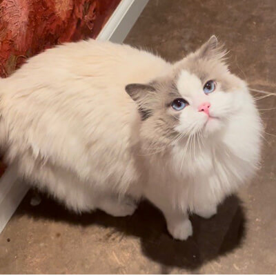 Ragdoll Catery Blossom