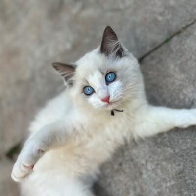 Ragdoll Catery Blossom