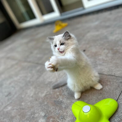 Ragdoll Catery Blossom