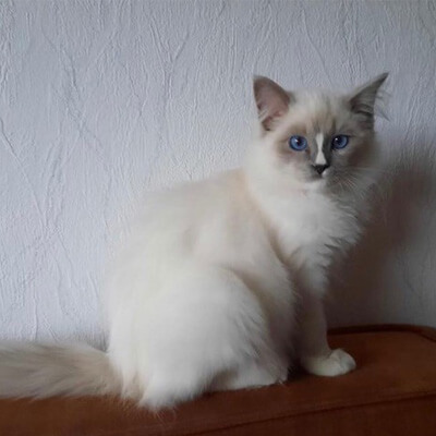 Ragdoll Cattery Blossom