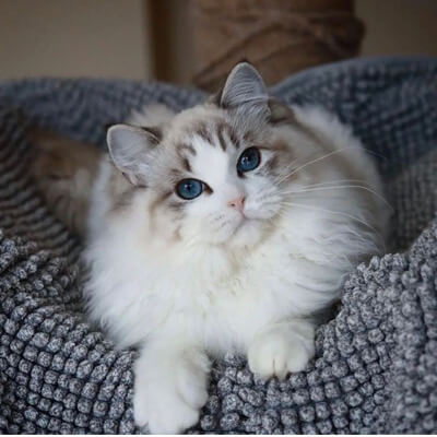 Ragdoll Cattery Blossom